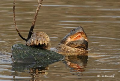 Snapping turtle:  SERIES