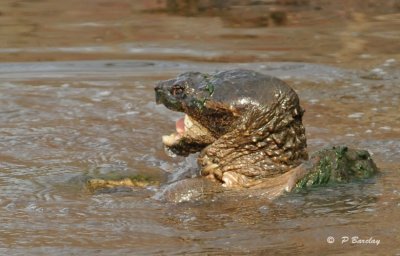 Snapping turtle