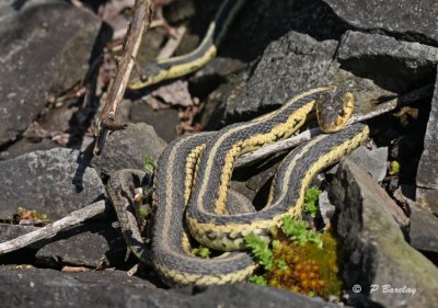 Common garter snakes:  SERIES