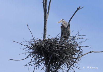 Great blue heron