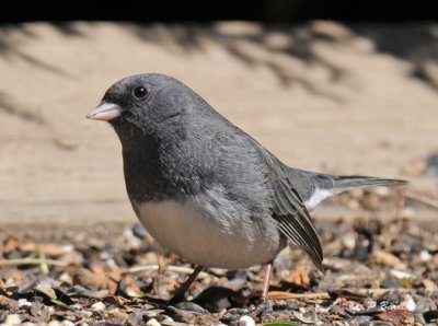 Dark-eyed junco (Slate-coloured)