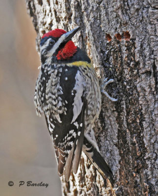 Yellow-bellied sapsucker (m)