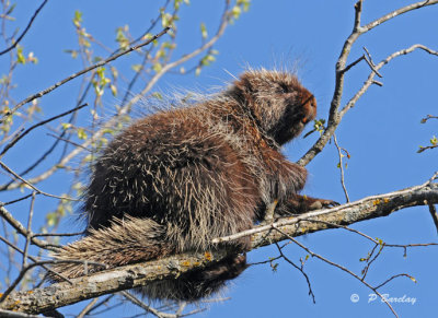 Porcupine