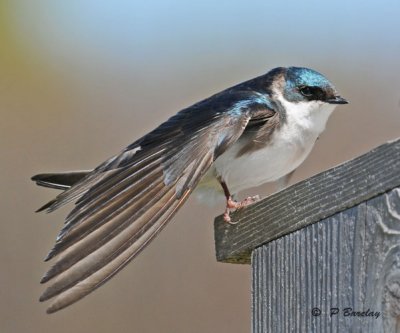 Tree swallow (f)