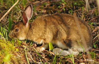 Snowshoe hare