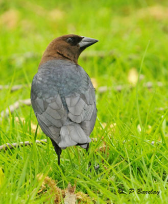 Cowbird, Brown-headed (m)