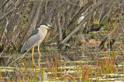 Black-crowned night-heron