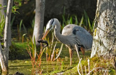 Great blue heron