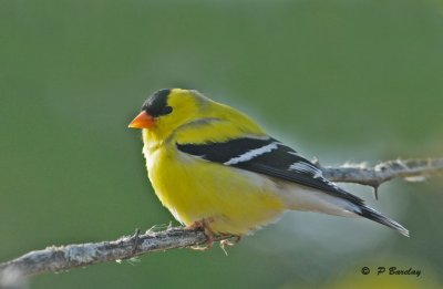 American goldfinch (m)