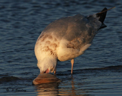 Herring gull (juv):  SERIES
