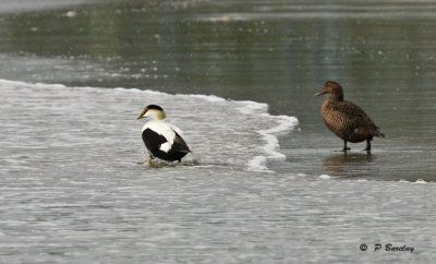 Common eider (m&f)