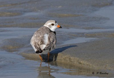 Piping plover