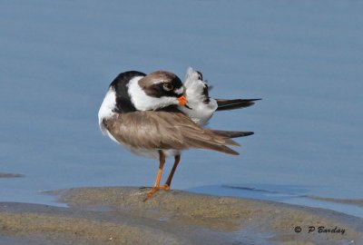 Semipalmated plover