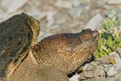 Snapping turtle (f)