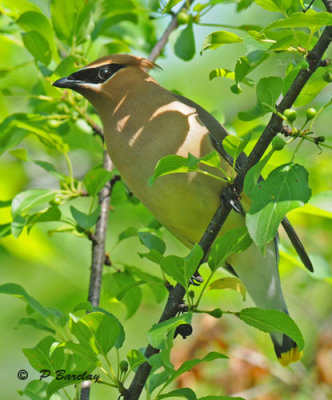 Cedar waxwing