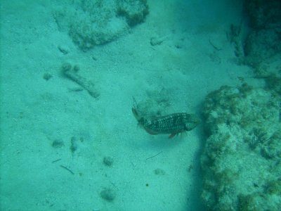 PICT0028.JPG