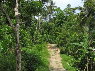Jungle road
