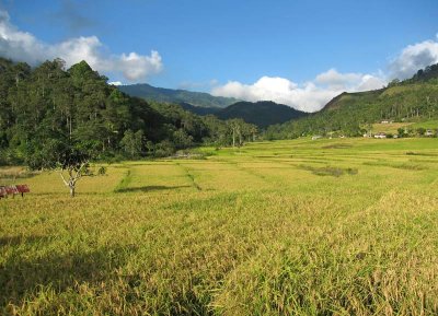 Rice fields