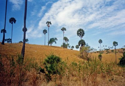 Palms, Rinca