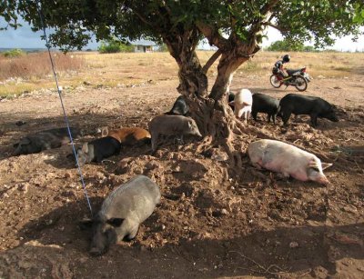 Pigs gone to market