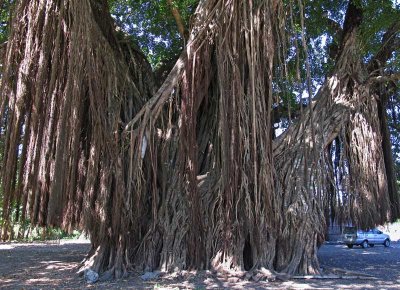 Banyan tree