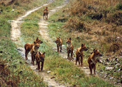 Wild dogs, Kanha