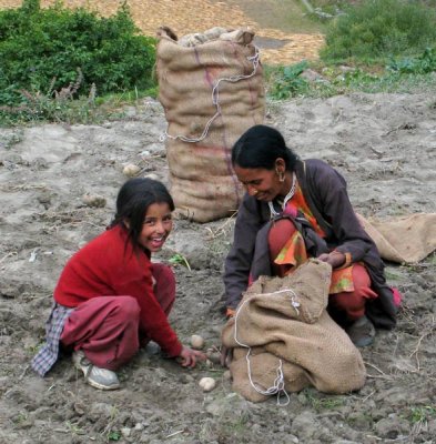 Potato picking