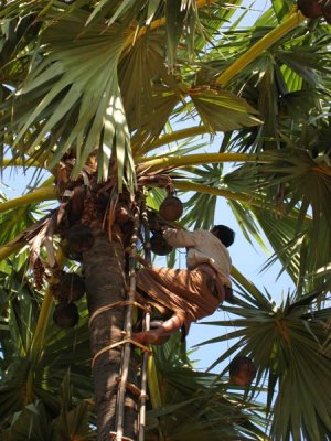 Collecting palm wine