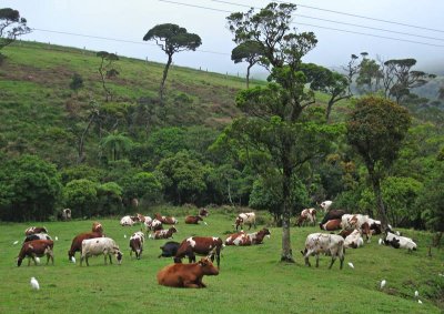 Dairy farm, Ambani