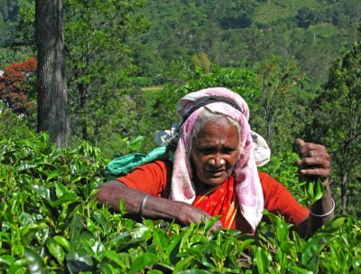 Tea picking