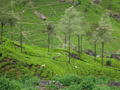 Tea picking