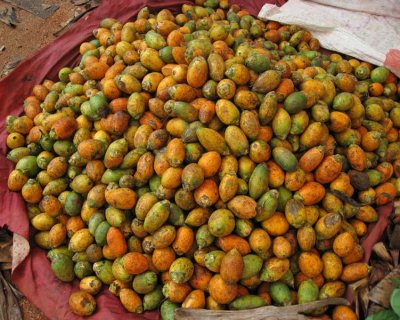 Areca fruit