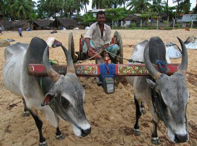 Bullock cart