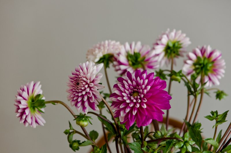 Dahlias