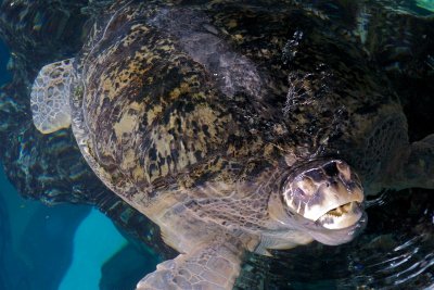 Turtle teeth