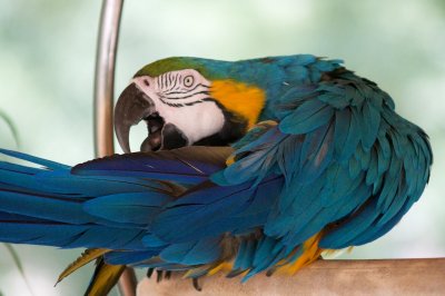 Macaw