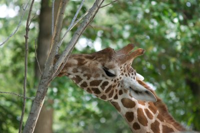 Giraffe