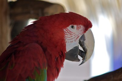 Macaw