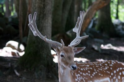 Deer #2