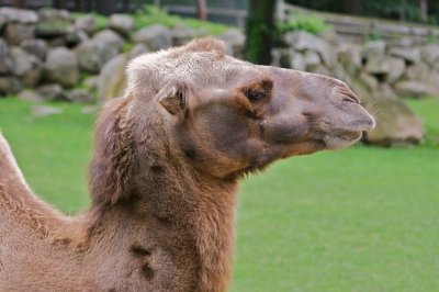 Camel