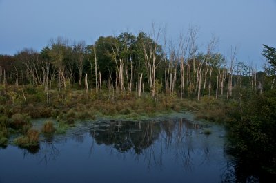 Marsh, morning light