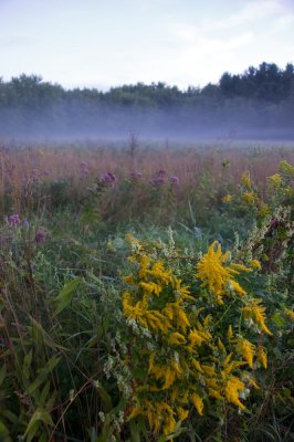 Golden rod, morning mist