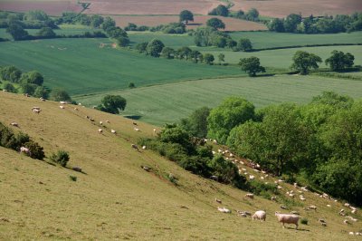 Summer pasture