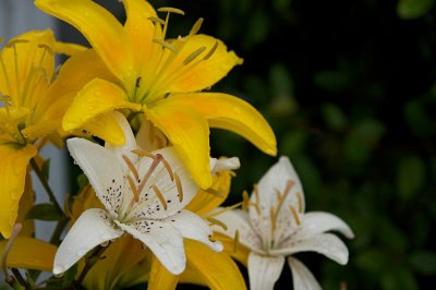 White and yellow day lilies