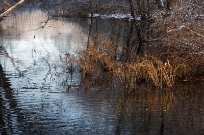 Winter reeds