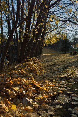 Afternoon sun and leaves