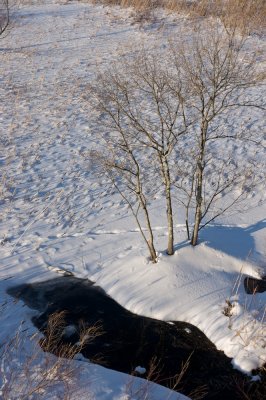 Great Meadows, winter afternoon