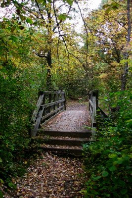 Bridge in the woods