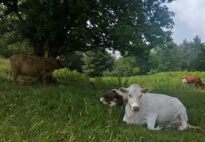 Resting cows