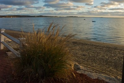 Sea grass